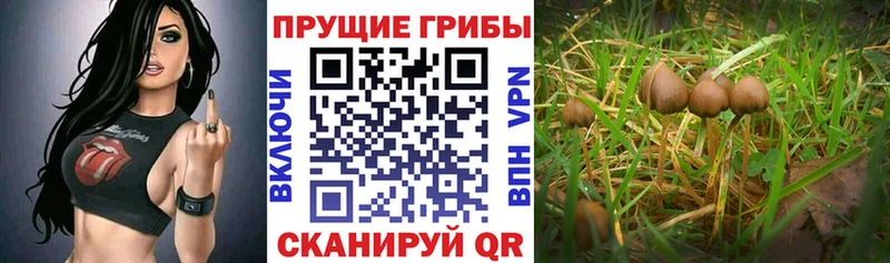 Купить где Верея Псилоцибиновые грибы MAGIC MUSHROOMS